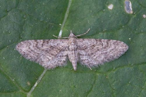 Eupithecia boryata